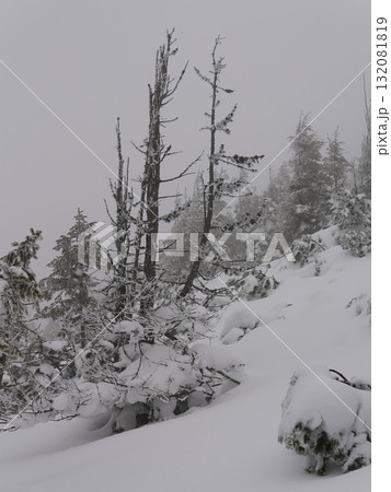 Winter forest scene with snow and trees 132081819
