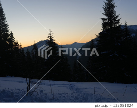 Winter forest scene with snow and trees 132081824