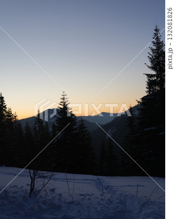 Winter forest scene with snow and trees 132081826