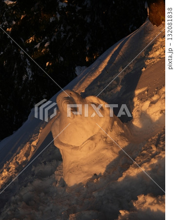 Winter forest scene with snow and trees 132081838