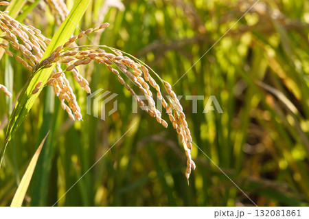 収穫間近の稲穂 132081861