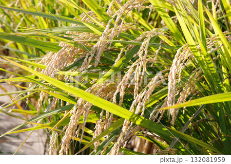 収穫間近の稲穂 132081959