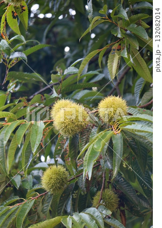 秋の予感:栗の青い宝石 秋の予感:栗の青い宝石 132082014
