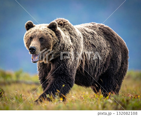 野生のヒグマ 132082108