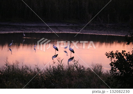 水面に映るコウノトリ 渡良瀬の夕方 秋 水面に映るコウノトリ 渡良瀬の夕方 秋 132082230