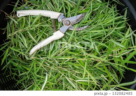 Full frame shot of Thyrsostachys siamensis Gamble (or silver bamboo leaf) leaves after cutting it for cat. This plant is natural medicine for cats to eat. 132082485