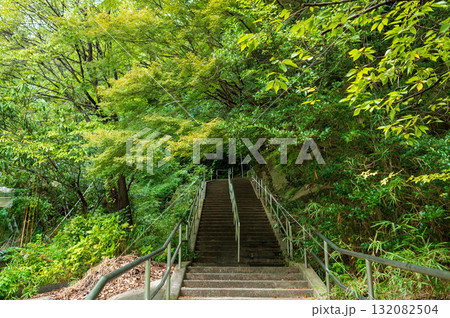 青紅葉 青紅葉 132082504