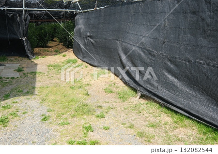 宇治市の茶畑の被覆栽培 132082544