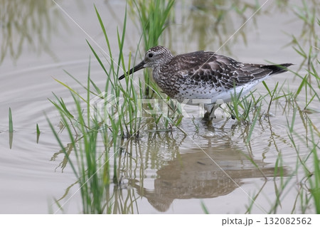 生き物　野鳥　オバシギ、シベリアで繁殖し東南アジアなどで越冬。春、秋に日本を通過します 132082562