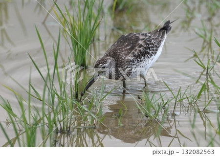 生き物　野鳥　オバシギ、十月なのに田植え後のイネの根本を探る。秋の石垣島で 132082563
