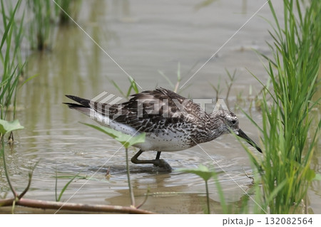 生き物 野鳥 オバシギ、灰褐色の背中。肩羽や雨覆いに白い羽縁が見えないので冬羽ですね 生き物 野鳥 オバシギ、灰褐色の背中。肩羽や雨覆いに白い羽縁が見えないので冬羽ですね 132082564