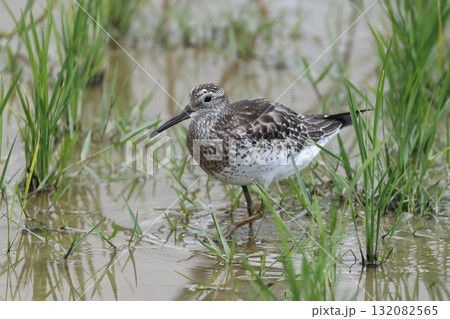 生き物 野鳥 オバシギ、体長は三十センチ弱。短い首と太めの胴体、嘴は長いほう 生き物 野鳥 オバシギ、体長は三十センチ弱。短い首と太めの胴体、嘴は長いほう 132082565
