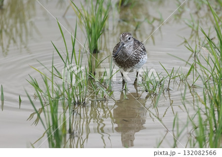 生き物　野鳥　オバシギ、正面から。胸元のくっきりした塗分けがお洒落 132082566