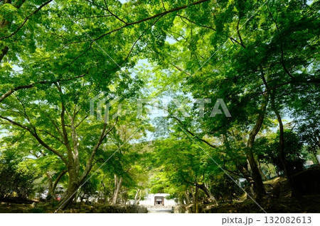 新緑の興正寺 新緑の興正寺 132082613