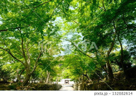 新緑の興正寺 新緑の興正寺 132082614