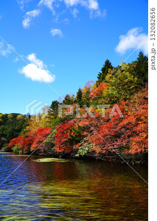 秋の白駒池 秋の白駒池 132082656