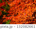 秋の白駒池 132082661