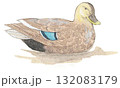 カルガモ 132083179