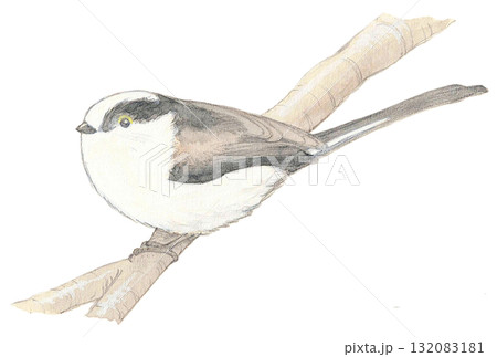 枝にとまるエナガ 132083181