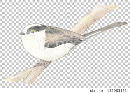 Enaga堅持分支機構 Enaga堅持分支機構 132083181