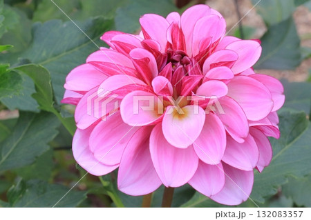 満開のダリア 132083357
