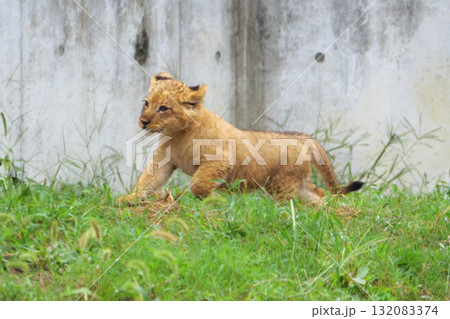 駆けるライオンの子 132083374