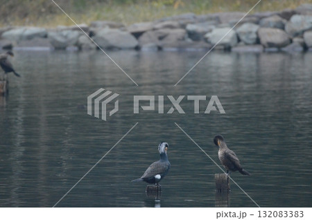 繁殖期のカワウ2羽(東京港野鳥公園/東京都大田区東海3丁目) 繁殖期のカワウ2羽(東京港野鳥公園/東京都大田区東海3丁目) 132083383