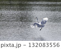 水面上を飛ぶシラサギ 132083556