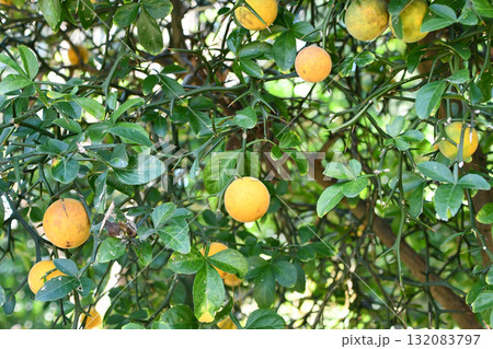 カラタチ　Trifoliate Orange 132083797