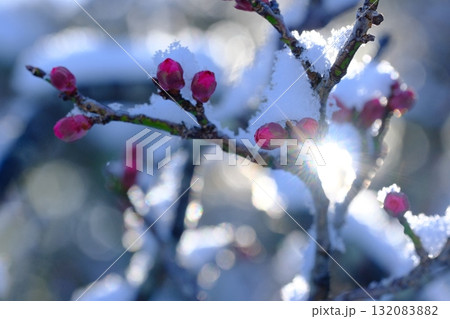 長岡梅林の梅のつぼみと積雪 132083882