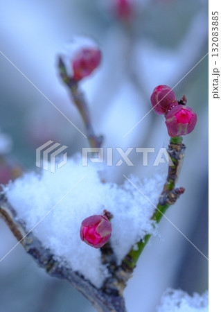 長岡梅林の梅のつぼみと積雪 132083885
