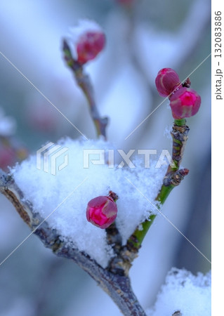 長岡梅林の梅のつぼみと積雪 長岡梅林の梅のつぼみと積雪 132083886
