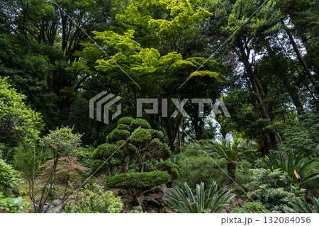Japanese garden in the Botanical Garden of Georgia. Asian plants. Shrubs 132084056