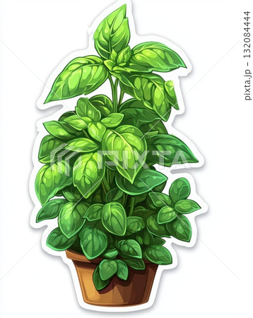 young plant growing on white background 132084444