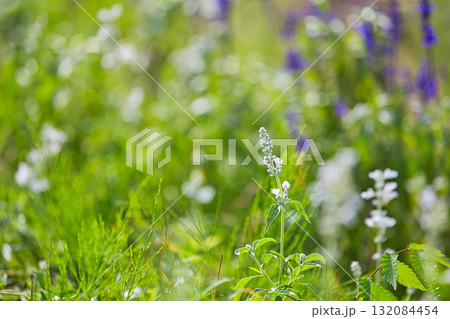 秋訪れる 132084454