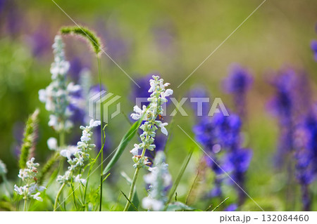 秋訪れる 132084460