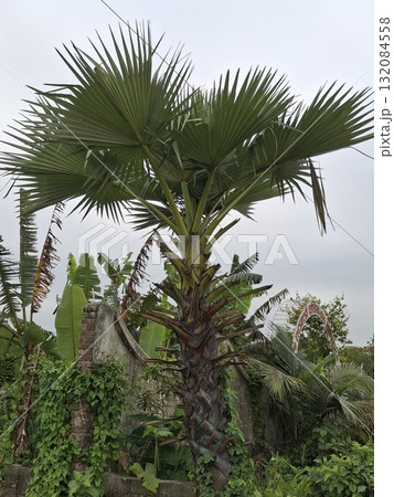 A tall palm tree with lush green fronds stands against a cloudy sky, surrounded by dense foliage A tall palm tree with lush green fronds stands against a cloudy sky, surrounded by dense foliage 132084558