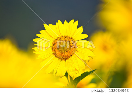 季節外れのひまわり 132084948