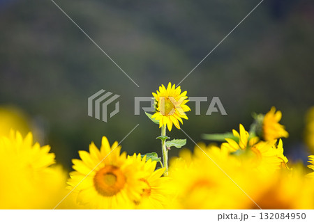 季節外れのひまわり 季節外れのひまわり 132084950
