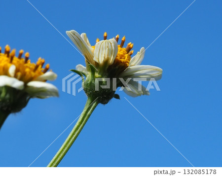 秋の雑草の花と青空（20251010122541） 132085178