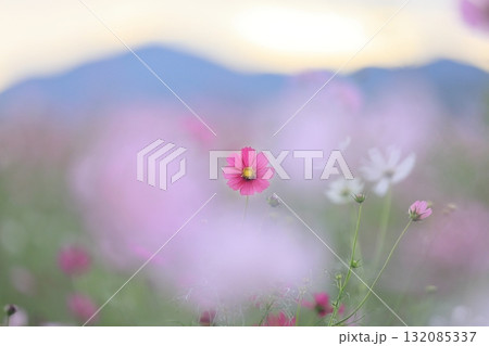秋のコスモス 132085337