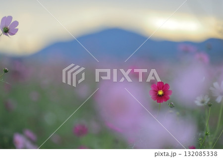 秋のコスモス 秋のコスモス 132085338