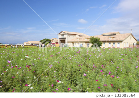 コスモスのある風景（ソレイユの丘） 132085364