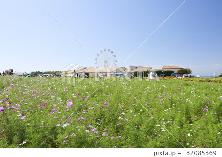 コスモスのある風景(ソレイユの丘) コスモスのある風景(ソレイユの丘) 132085369