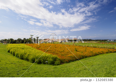 コスモスのある風景(ソレイユの丘) コスモスのある風景(ソレイユの丘) 132085380
