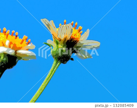 秋の雑草の花と青空(afr20251010122541) 秋の雑草の花と青空(afr20251010122541) 132085409