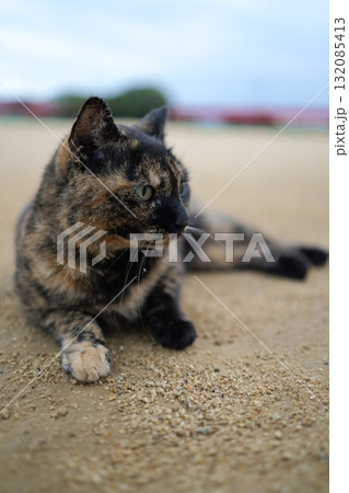広場で遊ぶさび猫 132085413