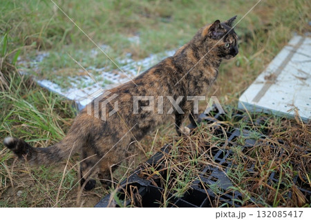 広場で遊ぶさび猫 広場で遊ぶさび猫 132085417