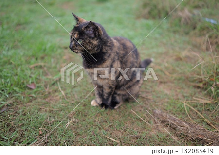 広場で遊ぶさび猫 広場で遊ぶさび猫 132085419