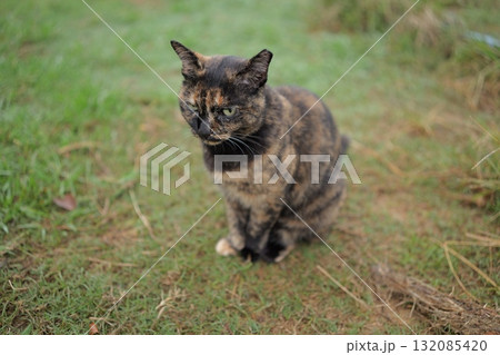 広場で遊ぶさび猫 132085420